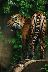 Sumatran tiger (Panthera tigris sumatrae) beautiful animal and his portrait