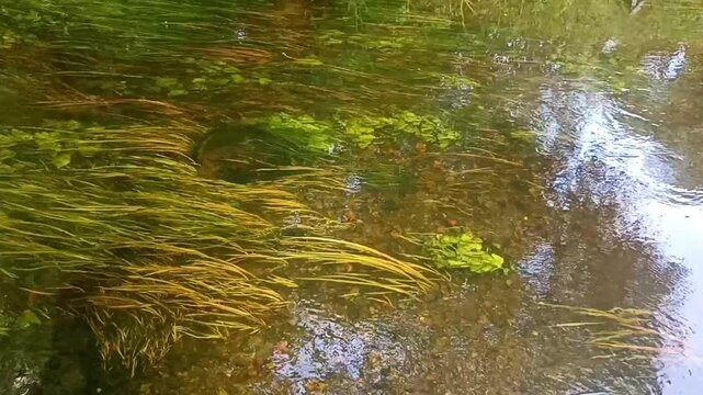 River in the forest. Wildlife . Reflection 