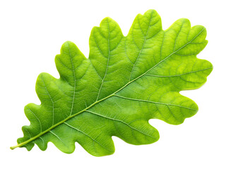 green oak leaf isolated on white background, PNG