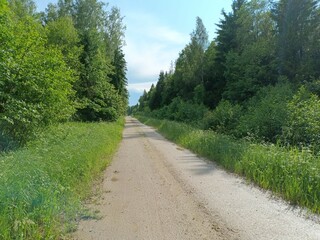 Road in forest in Siauliai county during cloud summer day. Oak and birch tree woodland. Cloud day with white clouds in sky. Bushes are growing in woods. Sandy road. Nature. Summer season. Miskas.