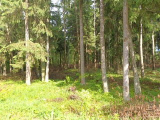 Forest in Siauliai county during cloudy summer day. Oak and birch tree woodland. Cloudy day with white clouds in sky. Bushes are growing in woods. Nature. Summer season. Miskas.