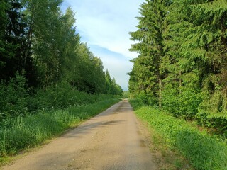 Road in forest in Siauliai county during cloud summer day. Oak and birch tree woodland. Cloud day with white clouds in sky. Bushes are growing in woods. Sandy road. Nature. Summer season. Miskas.