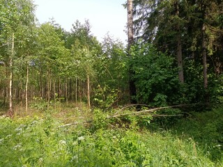 Forest in Siauliai county during cloudy summer day. Oak and birch tree woodland. Cloudy day with white clouds in sky. Bushes are growing in woods. Nature. Summer season. Miskas.