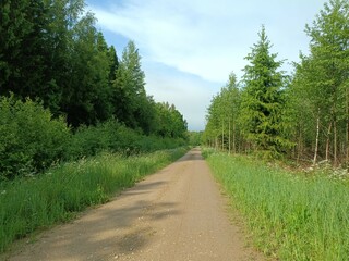 Road in forest in Siauliai county during cloud summer day. Oak and birch tree woodland. Cloud day with white clouds in sky. Bushes are growing in woods. Sandy road. Nature. Summer season. Miskas.