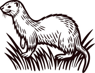 Obraz premium Vintage engraved drawing of a wild otter standing in grass, hand drawn sketch illustration