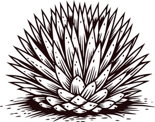Hand drawn agave plant illustration in vintage engraved isolated on white background