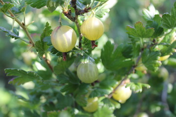 gooseberries on a bush
