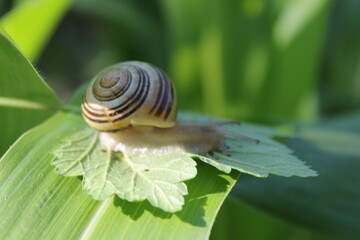 snail on leaf