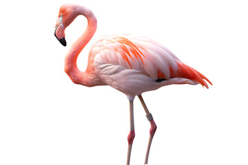 Obraz premium standing flamingo isolated on white background PNG ,ai generated