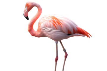 standing flamingo isolated on white background PNG ,ai generated
