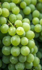 Green grapes, showing individual berries with a slight waxy bloom and tiny water droplets, suggesting freshness. The grapes vary slightly in shade, with some appearing brighter due to the light.