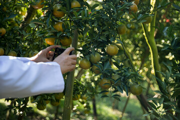 Business farm ripe orange concept farmer hand pick nature fruit citrus orchard mandarin tree...