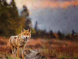 Fototapeta premium Red wolves exploring their environment in a collage of forest and rocky terrain images.