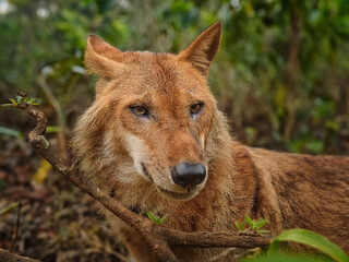 Naklejka premium A wildlife photography set featuring red wolves in diverse natural habitats and alert stances.