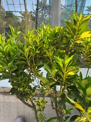 Obraz premium Euonymus japonicus with yellow green leaves in a pot. Container plants. Balcony flowers.Nature background