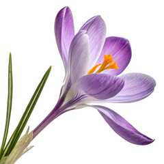 Fototapeta premium A delicate purple crocus flower with vibrant orange stamens and green leaves isolated on transparent background