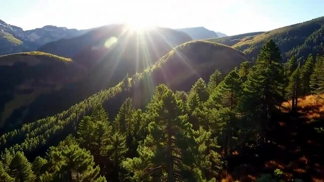 View of sun rays breakthrough forest landscape in Conguillio National Park, a nature reserve of Chile.
