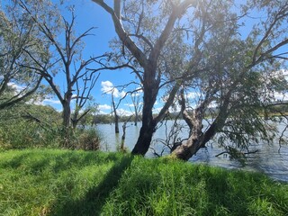 Gum trees and native Australian forest on the banks of the Murray River at Albury with a blue sky and clouds