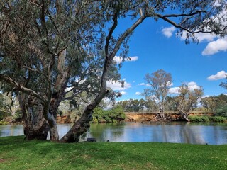 Gum trees and native Australian forest on the banks of the Murray River at Albury with a blue sky...