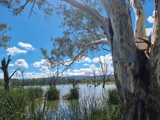 Gum trees and native Australian forest on the banks of the Murray River at Albury with a blue sky...
