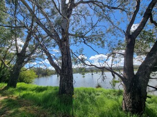 Gum trees and native Australian forest on the banks of the Murray River at Albury with a blue sky...