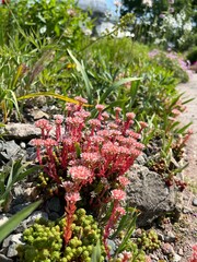 Sedum lydium.Groundcover perennial plant for the design of gardens, rockeries, rock gardens.A dense...