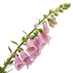 Delicate pink foxglove flowers with spotted throats bloom on a green stem isolated on transparent background
