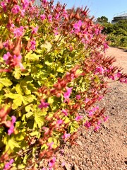 Pink blooming Geranium himalayense in the summer garden.  Nature background