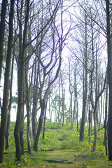 Obraz premium Witnessing the spectacular fireworks display illuminating Han River