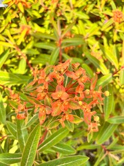 Euphorbia griffithii Fireglow. an unusual plant with bright orange inflorescences in a summer garden. Flower background.