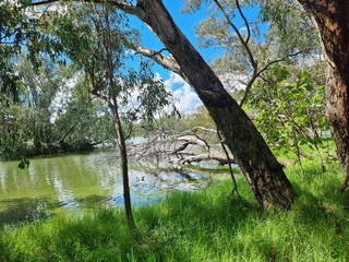 Gum trees and native Australian forest on the banks of the Murray River at Albury with a blue sky...