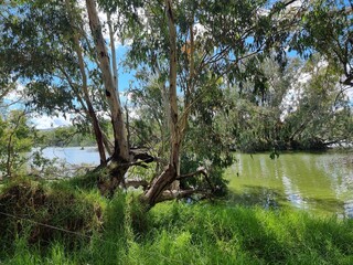 Gum trees and native Australian forest on the banks of the Murray River at Albury with a blue sky...