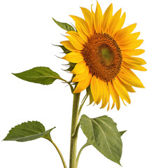 Obraz premium Vibrant yellow sunflower with green leaves and a textured brown center showcasing its full bloom isolated on transparent background