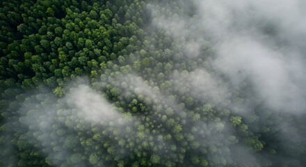 MistyForestAerialViewNaturePhotographyDroneShot