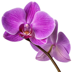 Fototapeta premium Vibrant purple phalaenopsis orchid blossoms with delicate petals and intricate veining isolated on transparent background