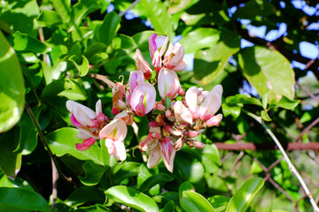 hue vietnam bahepspecialty foodie vietnamcuisine travelhue culinaryheritage foodphotography huefood vietnamtravel gastronomy authenticflavors foodculture hueeats localdelights huestreetfood vietnamese