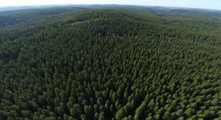 Aerial View of Vast Evergreen Forest Lush Greenery Coniferous Trees Nature Scenery