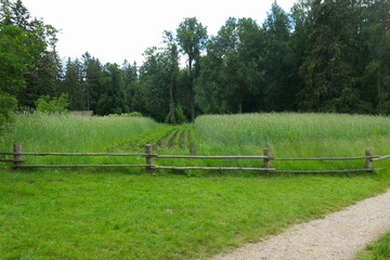 potatoes grow among rye behind a wooden fence