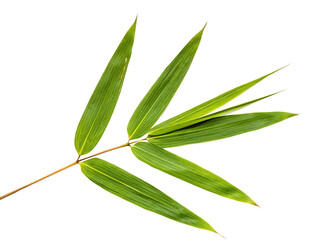 Obraz premium Green bamboo leaves on isolated on a transparent background