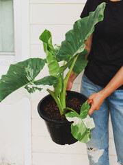 Woman gardeners taking care and transplanting plant a into a new potted.
