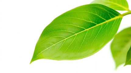 Obraz premium green leaf isolated on white