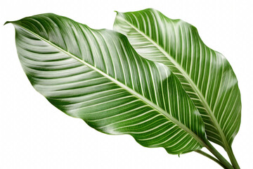 Green striped leaves on checkered background isolated on a transparent background