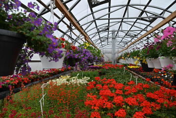 Flower market in a greenhouse.