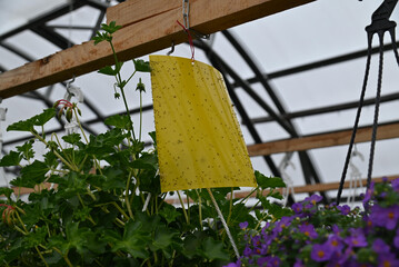 Flower market in a greenhouse.