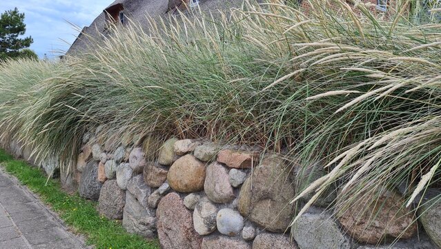 Steinmauer mit Strandhafer
