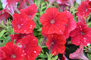 Flower market in a greenhouse.