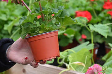 Flower market in a greenhouse.