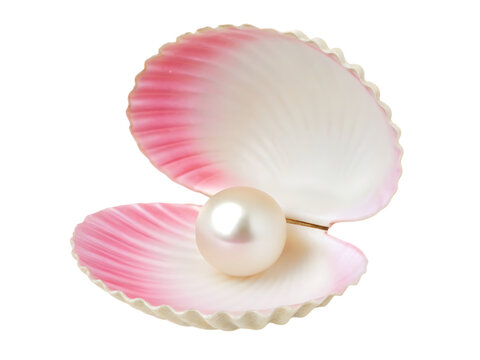 Pink edged shell with pearl isolated on a transparent background