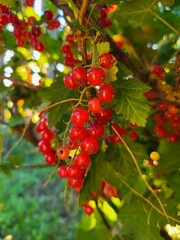 A bunch of ripe red currants shining among green leaves in sunlight