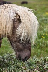 Icelandic wild horse head detail. White crines. Iceland wildlife